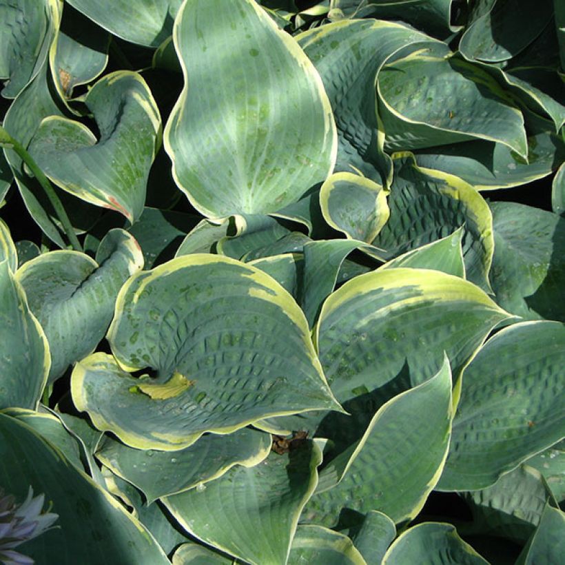 Hosta Frosted Dimples (Foliage)