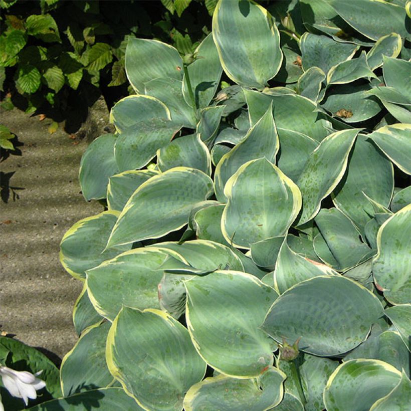 Hosta Frosted Dimples (Plant habit)