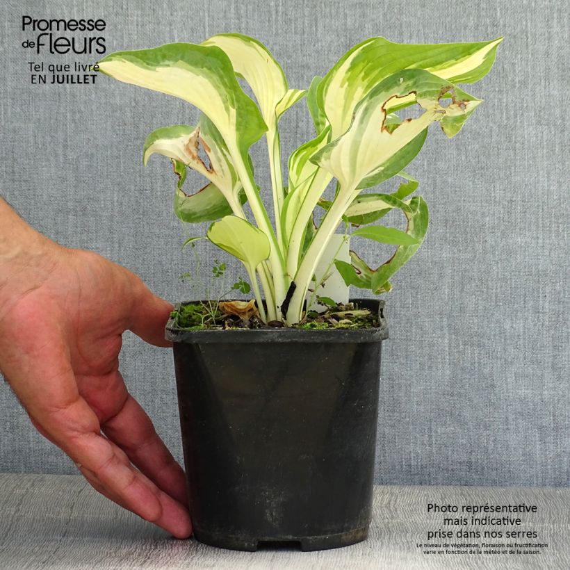 Example of Hosta Hans Pot de 1,5L/2L as you get in ete