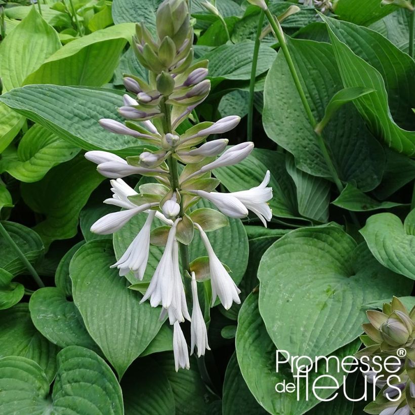 Hosta Jurassic Park - Hosta géant (Flowering)