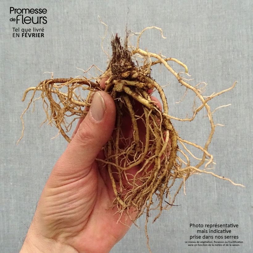Example of Hosta Jurassic Park - Hosta géant Petites Racines nues as you get in hiver