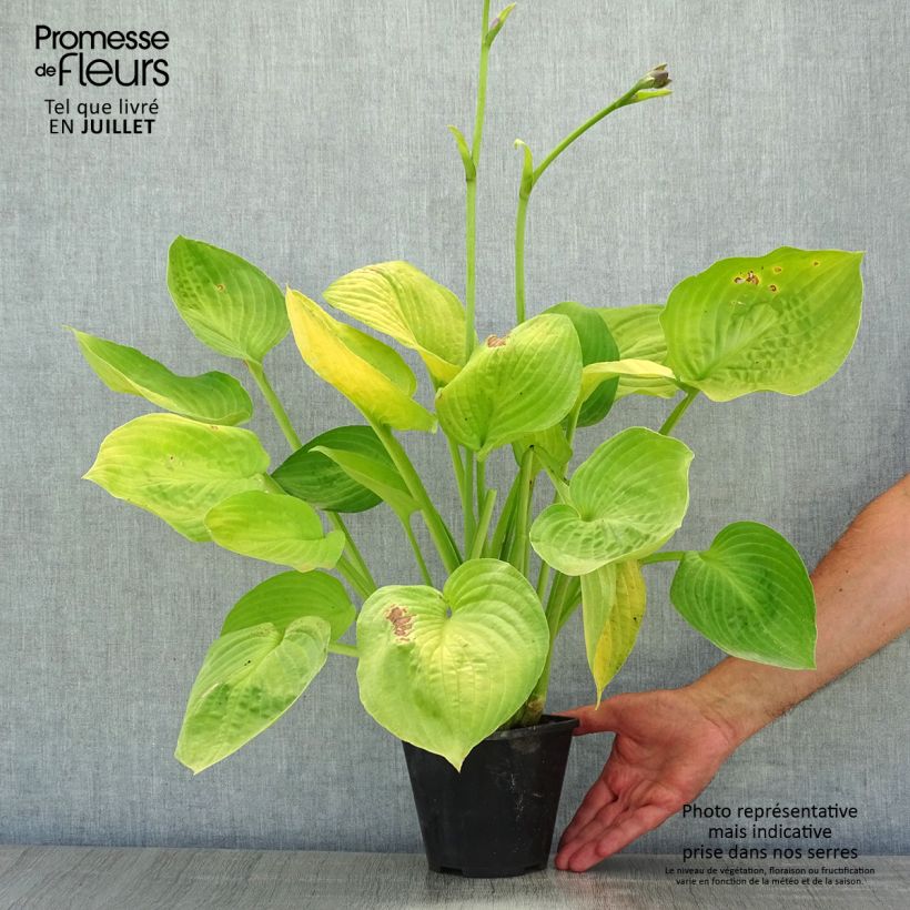 Example of Hosta Ki Ren Jyaku Pot de 1,5L/2L as you get in ete