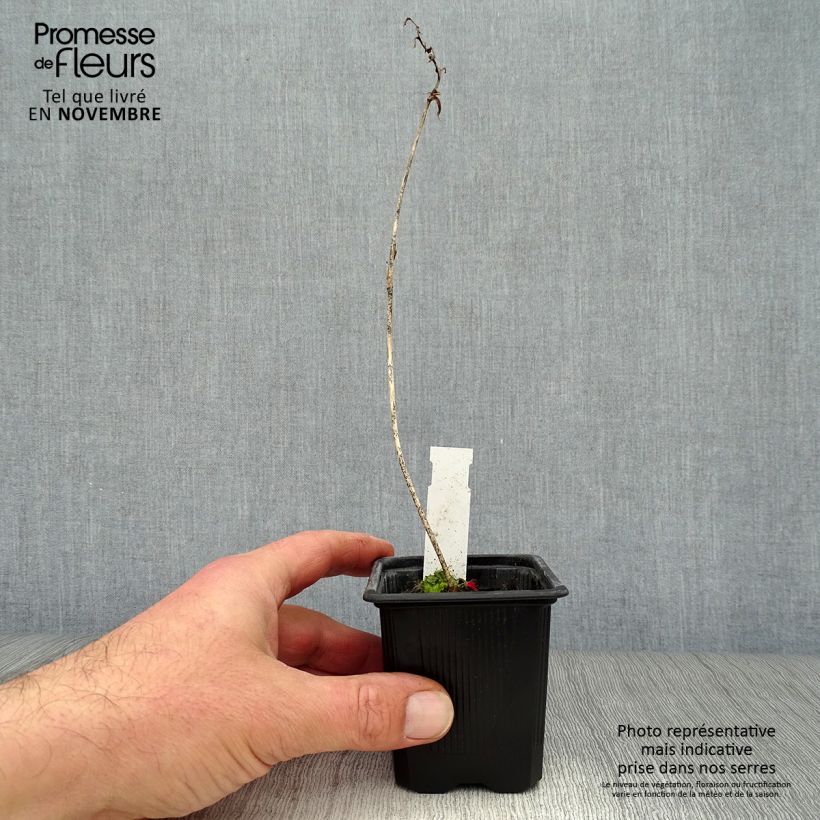 Example of Hosta Purple Heart Godet de 8/9 cm as you get in automne