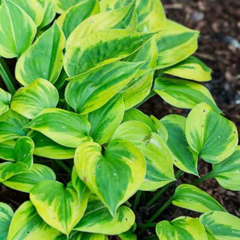 Hosta Radiant Edger (Foliage)
