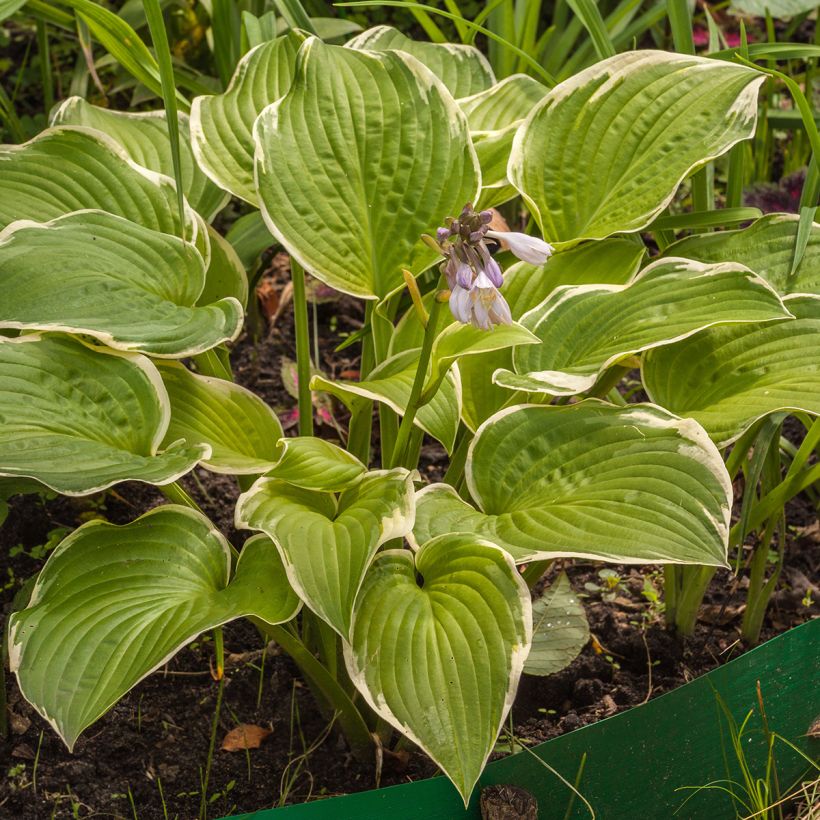 Hosta Saint Elmo's Fire (Plant habit)