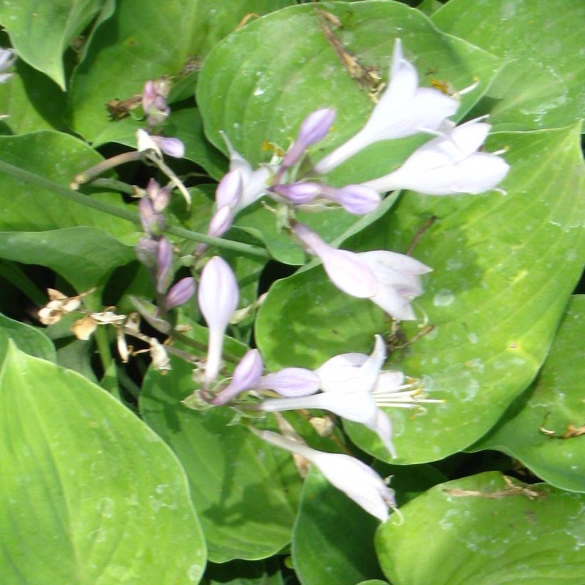Hosta Special Gift (Flowering)