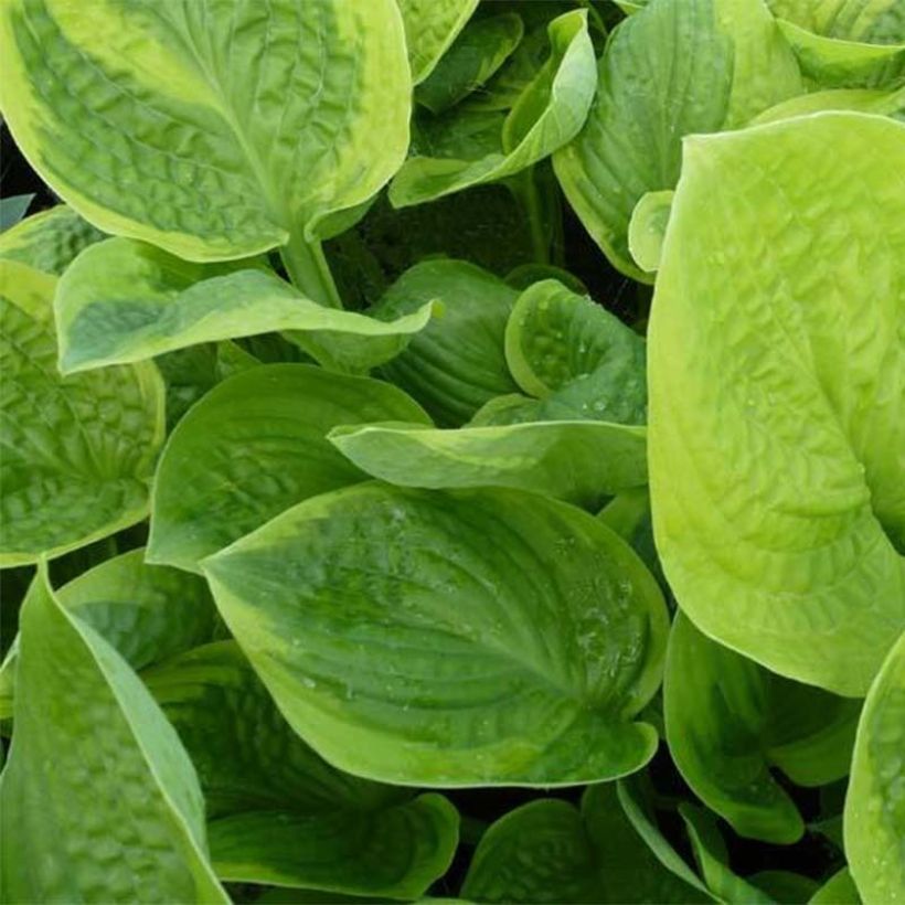 Hosta Unforgettable (Foliage)