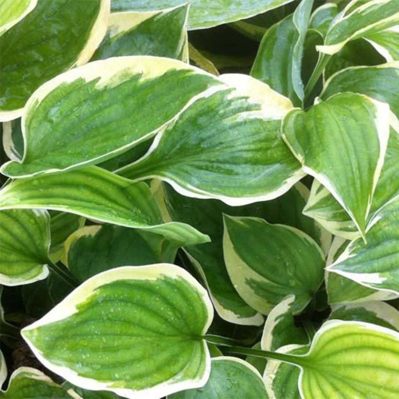 Hosta Warwick Edge (Foliage)