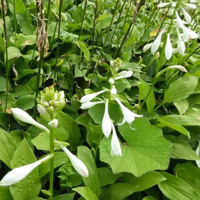 Hosta White Trumpets (Flowering)