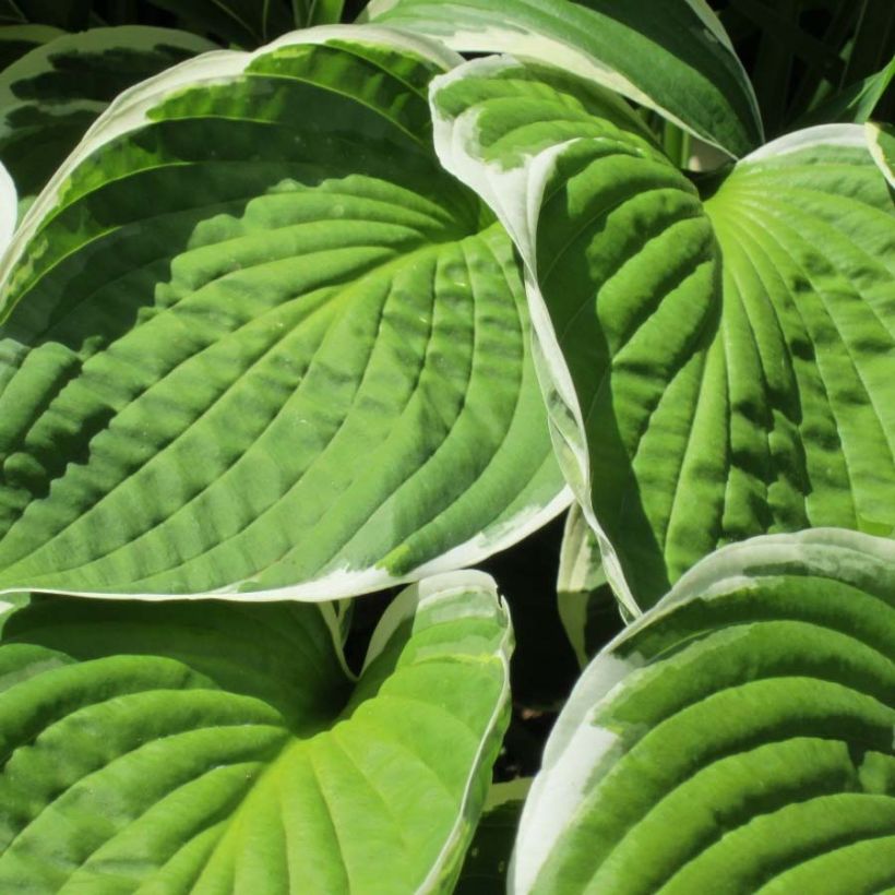 Hosta Winter Snow (Foliage)