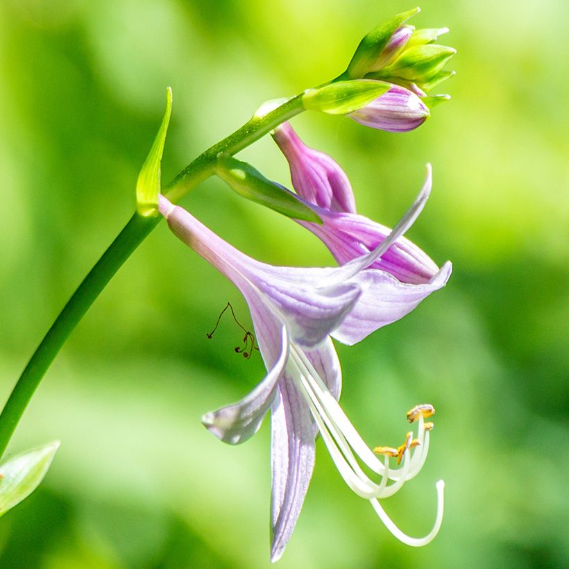 Hosta clausa var. normalis   (Flowering)