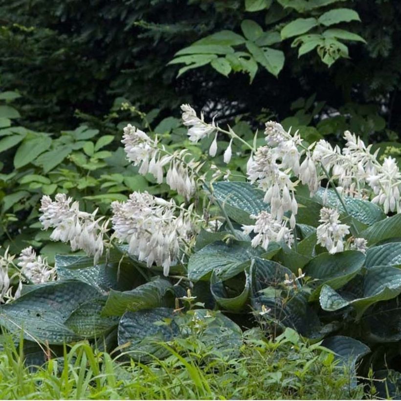 Hosta sieboldiana (Plant habit)