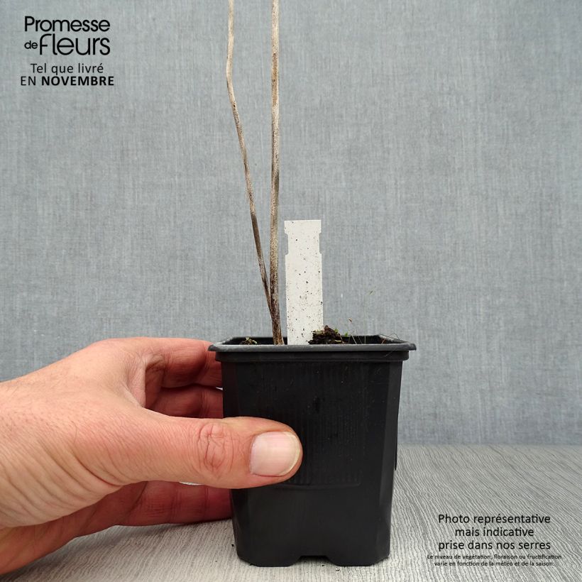 Example of Hosta sieboldiana Godet de 8/9 cm as you get in automne