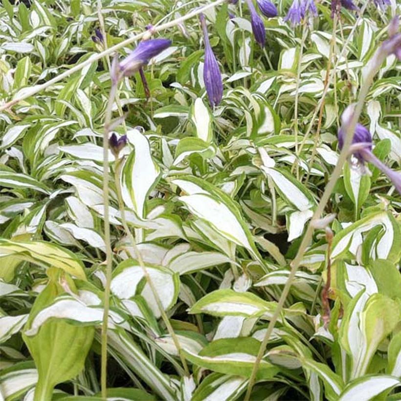 Hosta sieboldii Silver Kabitan  (Foliage)