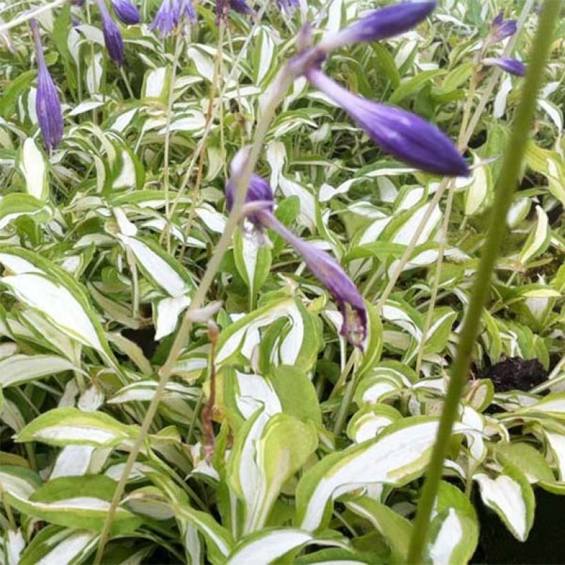 Hosta sieboldii Silver Kabitan  (Flowering)