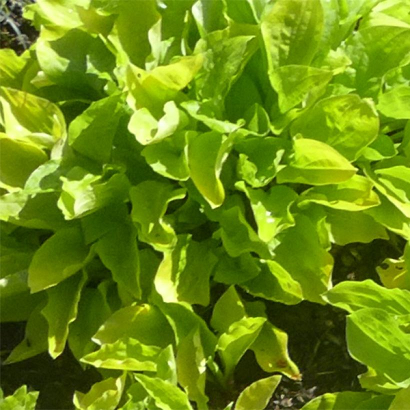 Hosta sieboldii Wogon (Foliage)