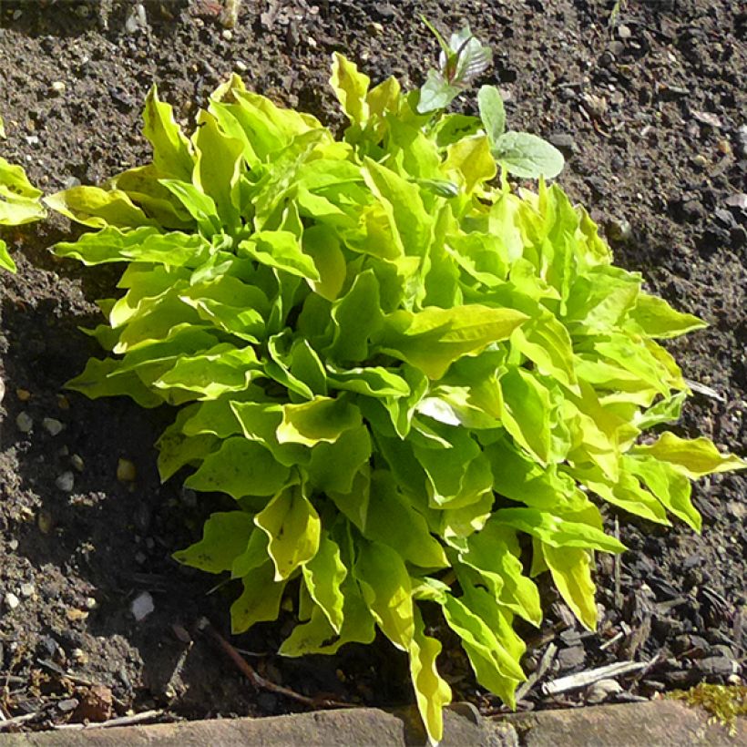 Hosta sieboldii Wogon (Plant habit)