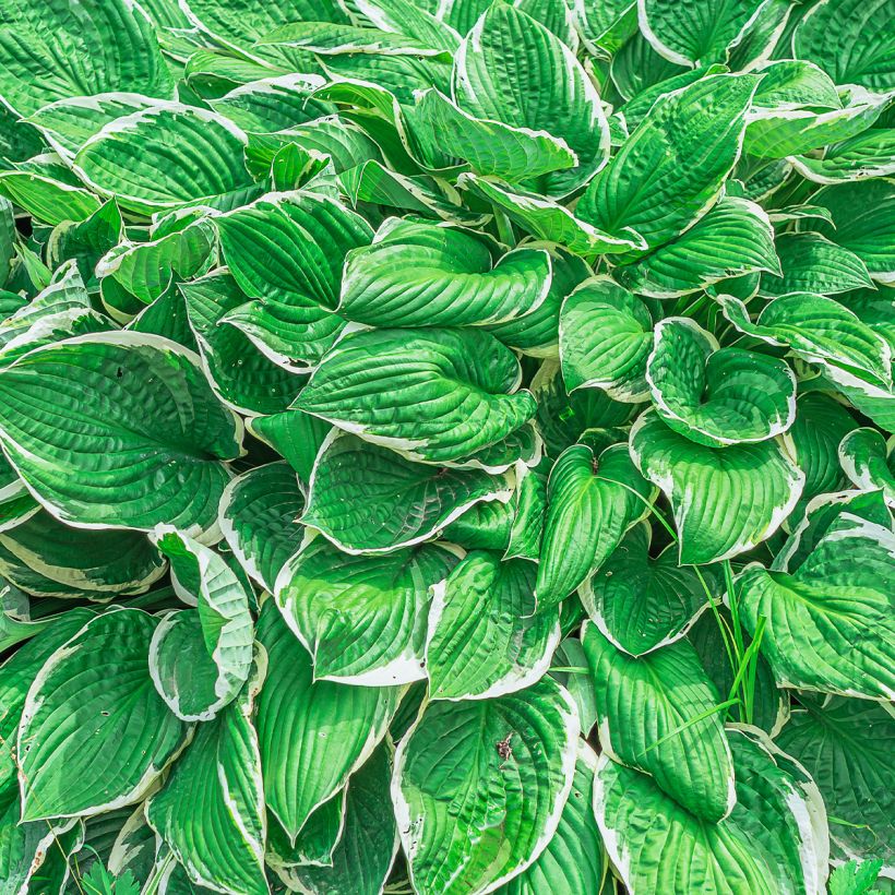 Hosta sieboldii var alba (Foliage)