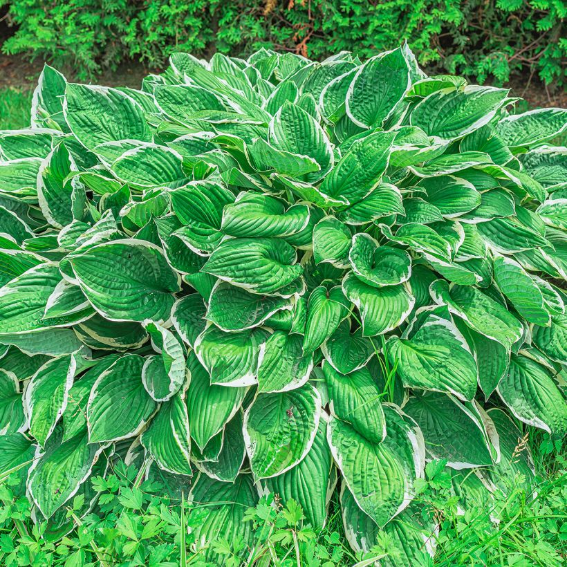 Hosta sieboldii var alba (Plant habit)