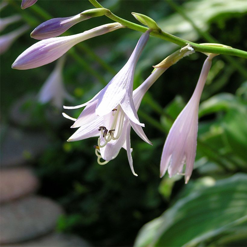 Hosta Summer Fragrance - Funkia  (Foliage)