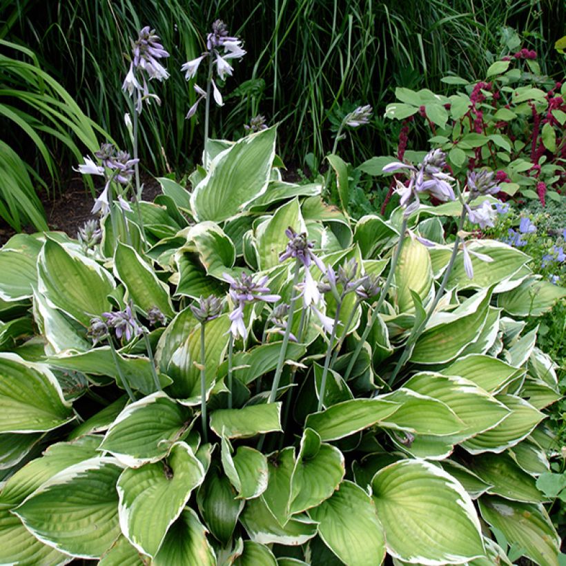 Hosta Summer Fragrance - Funkia  (Plant habit)