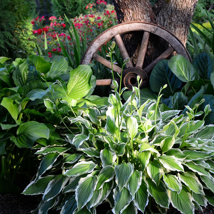 Hosta undulata var albomarginata (Plant habit)