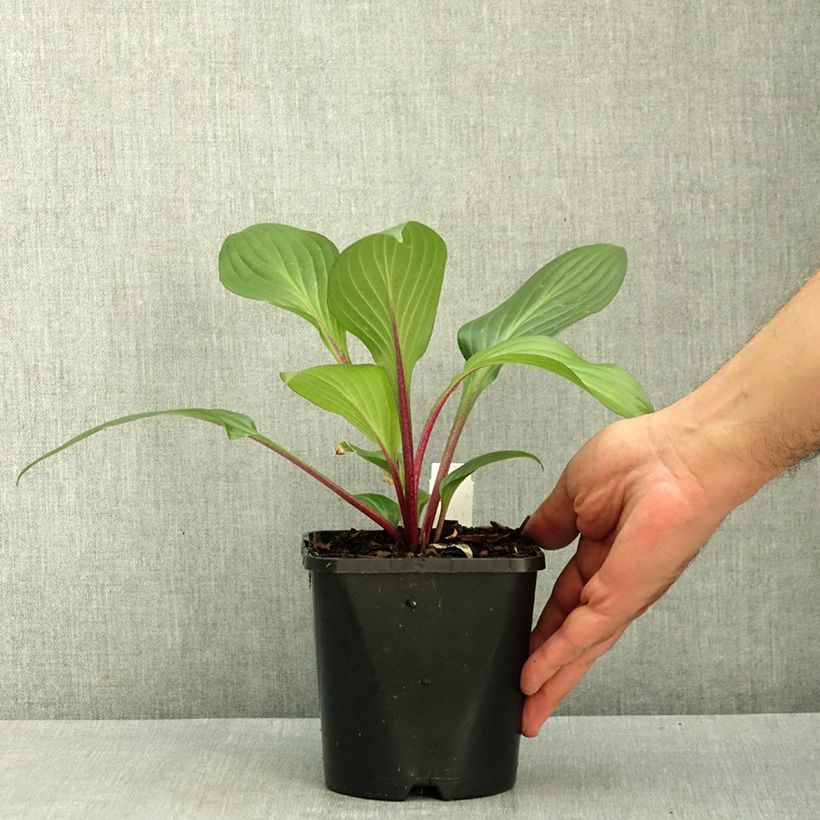 Example of Hosta Red Ninja Pot de 2L/3L as you get in ete