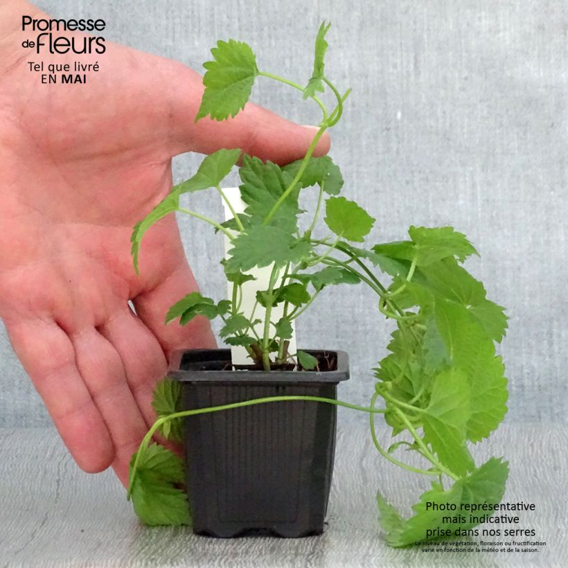 Example of Houblon Jupiter - Humulus lupulus  Godet de 7/8 cm as you get in printemps