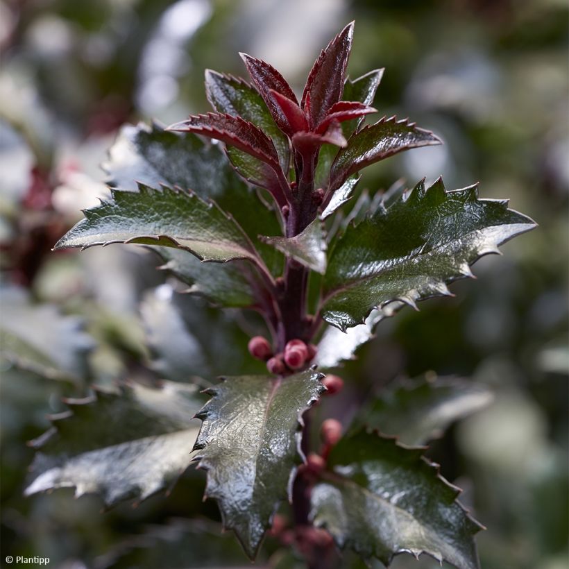 Houx - Ilex meserveae Gentle (Foliage)