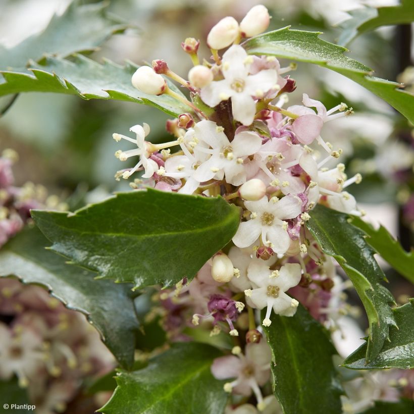 Houx - Ilex meserveae Gentle (Flowering)