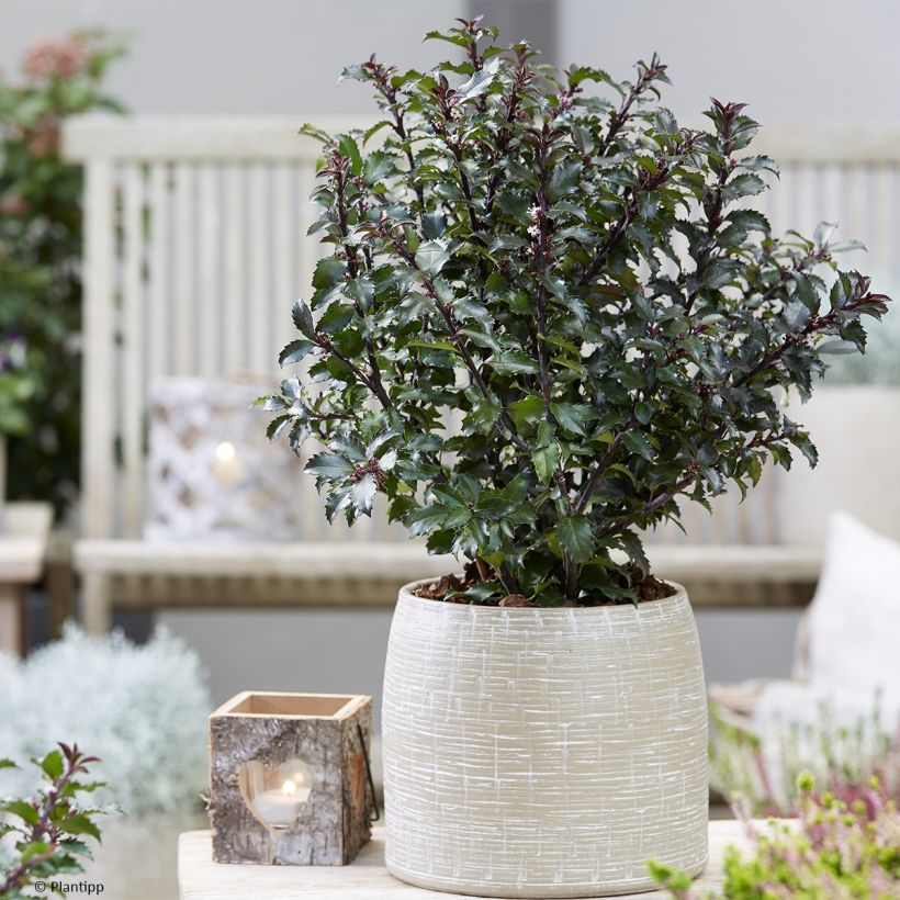 Houx - Ilex meserveae Gentle (Plant habit)
