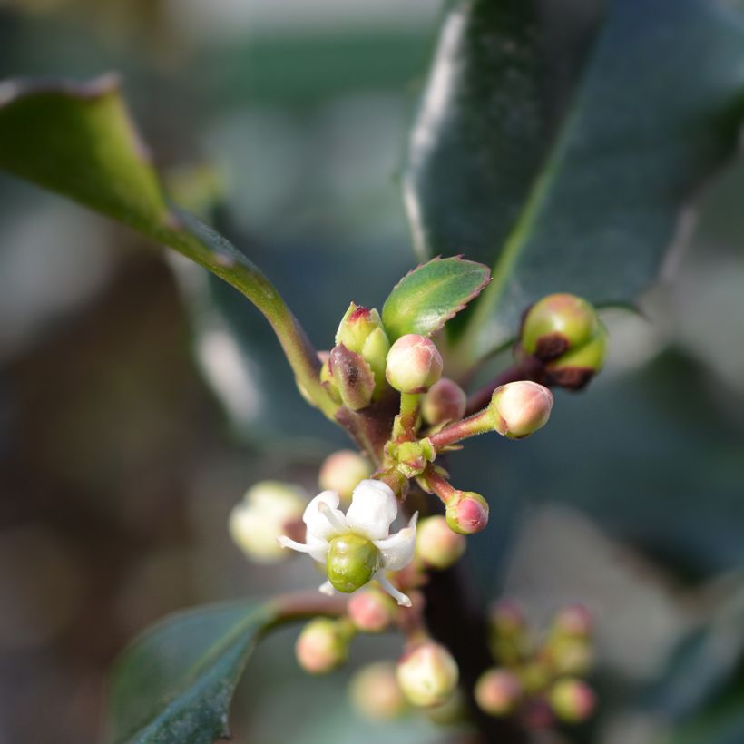 Houx américain - Ilex meserveae Blue Angel (Flowering)