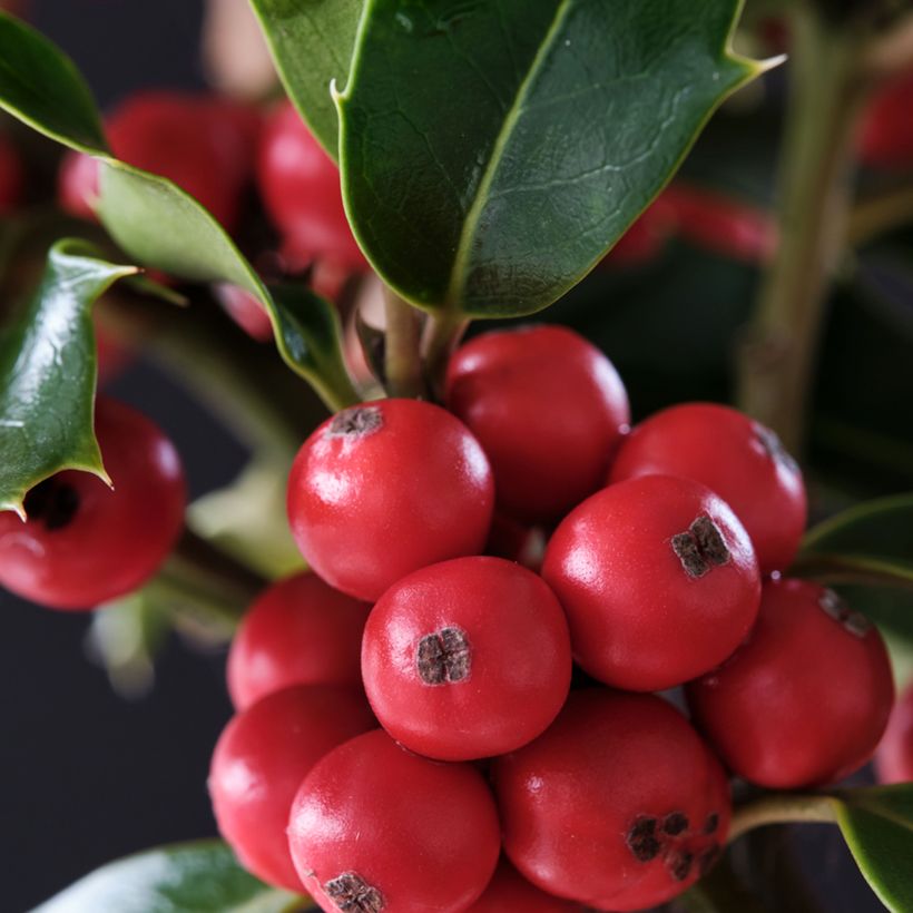 Houx américain - Ilex meserveae Magical Amoro Rosso (Harvest)