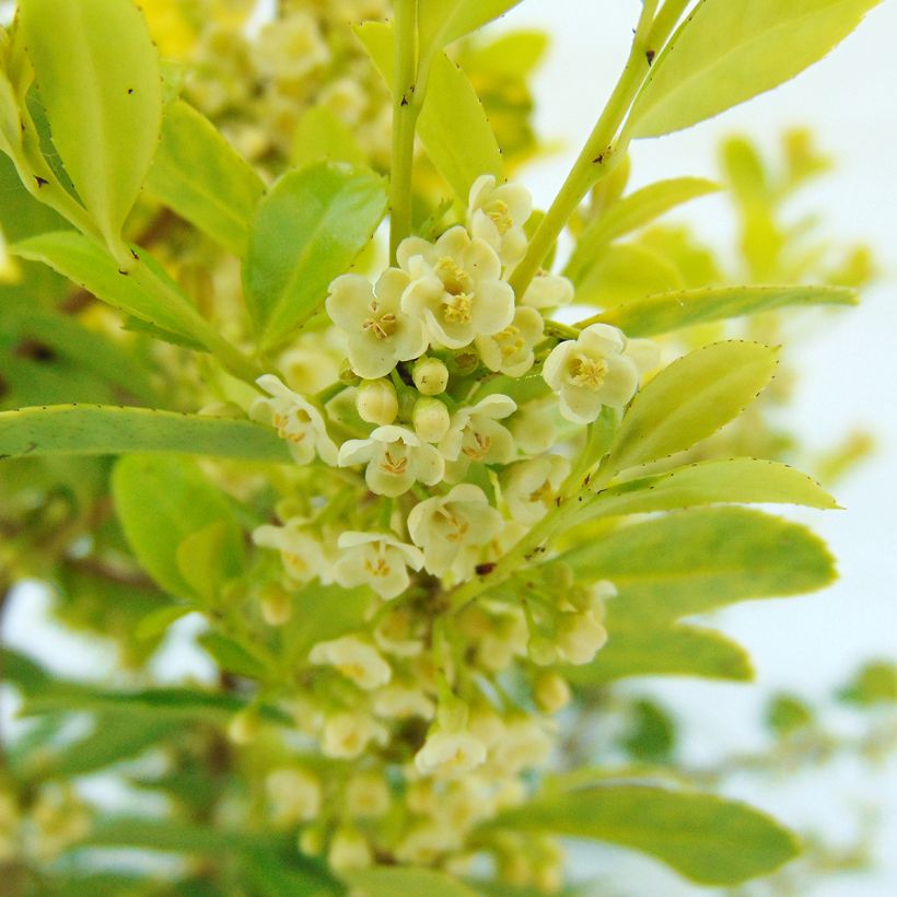 Houx crénelé - Ilex crenata Golden Gem (Flowering)