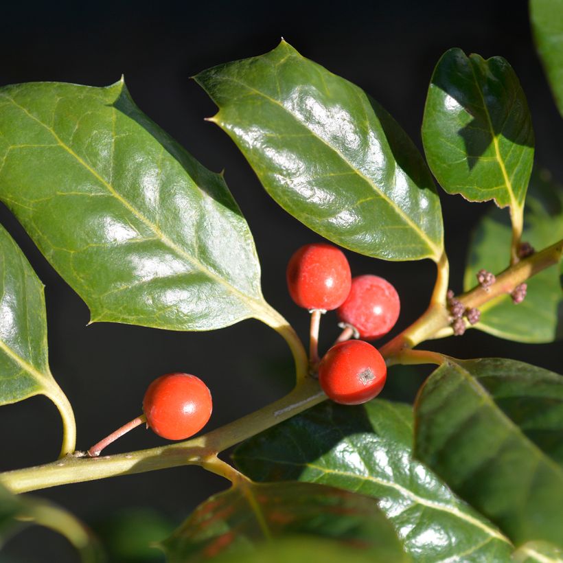 Houx d'ornement - Ilex Nellie R. Stevens (Harvest)