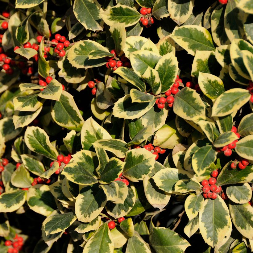 Houx panaché - Ilex Golden King (Foliage)