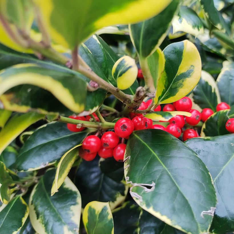 Houx panaché - Ilex Golden King (Harvest)