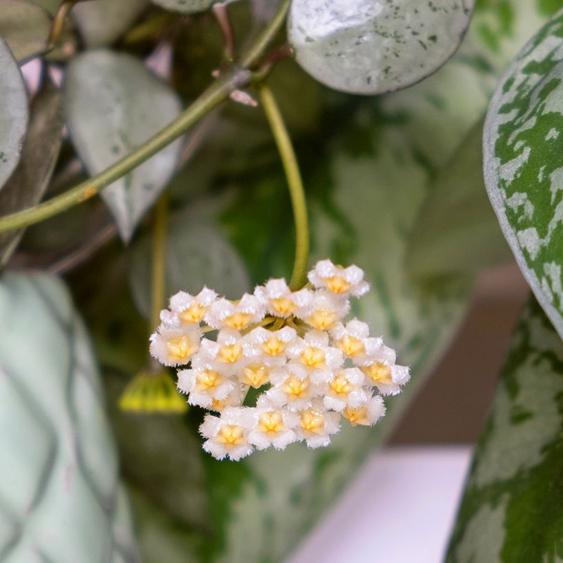 Hoya Eskimo - Fleur de porcelaine (Flowering)