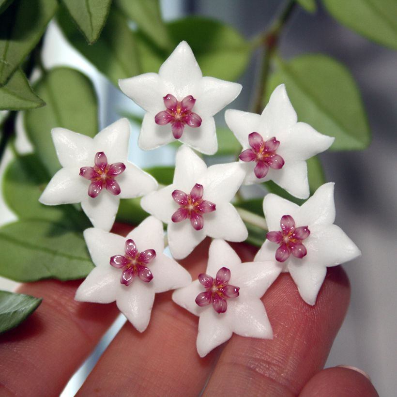 Hoya bella - Fleur de porcelaine (Flowering)