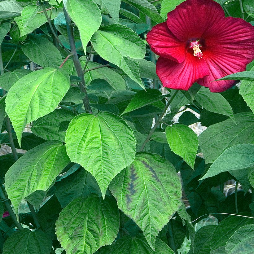 Hibiscus moscheutos Rouge (Foliage)