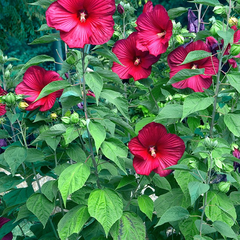 Hibiscus moscheutos Rouge (Plant habit)