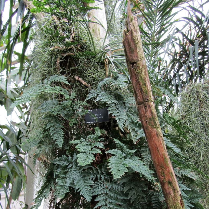 Humata tyermannii - Fougère Patte de lapin (Plant habit)
