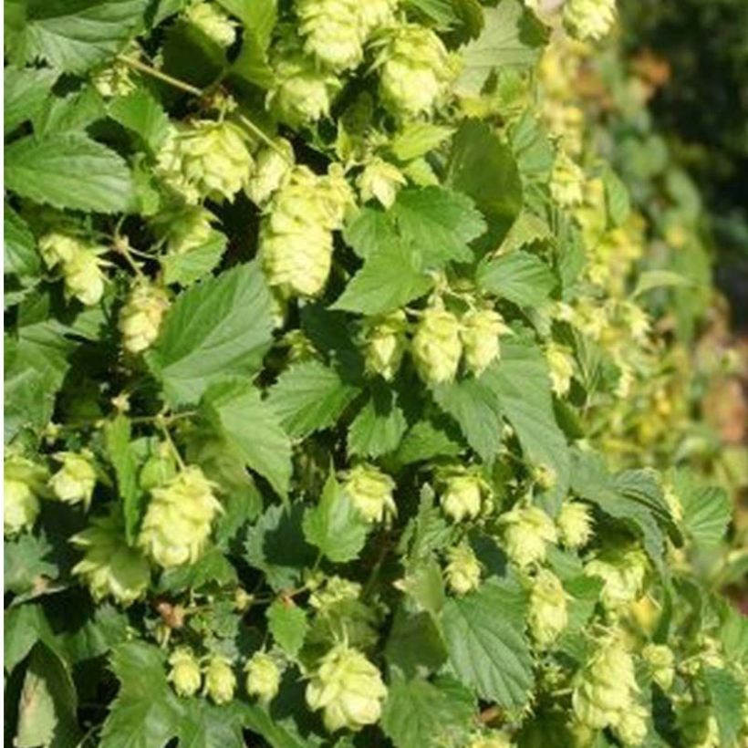 Humulus lupulus Nordbrau - Houblon femelle  (Flowering)