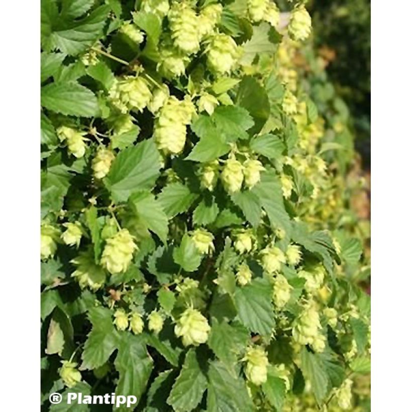 Houblon - Humulus lupulus Prima Donna (Foliage)