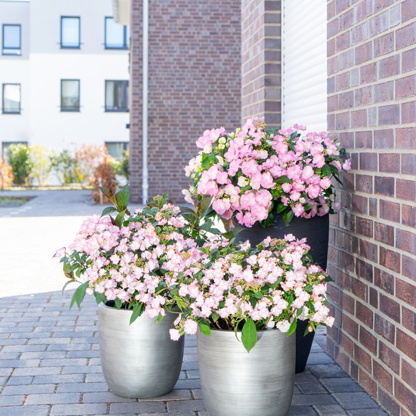 Hortensia - Hydrangea macrophylla Bloombuster rose (Plant habit)