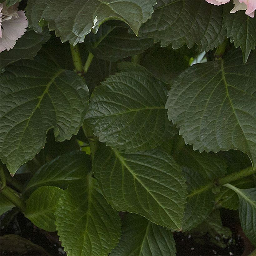 Hortensia - Hydrangea macrophylla Magical Pearl (Foliage)