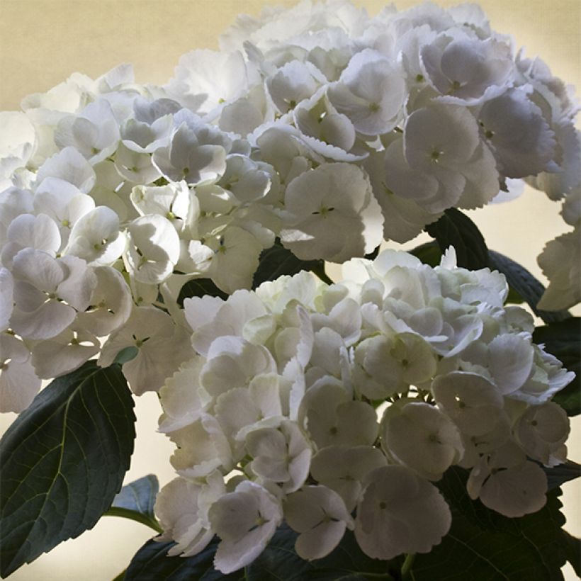 Hortensia - Hydrangea macrophylla Magical Pearl (Flowering)