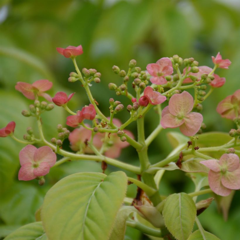 Hydrangea anomala Crug Coral - Hortensia grimpant (Flowering)