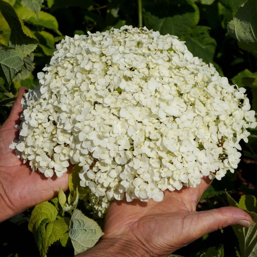 Hortensia arborescens Golden Annabelle (Flowering)