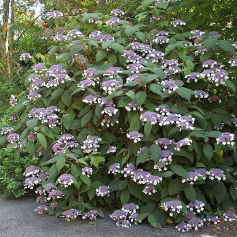 Hortensia - Hydrangea aspera Bellevue (Flowering)